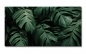 Preview: Spritzschutz Küche Acrylglas Monstera Blätter