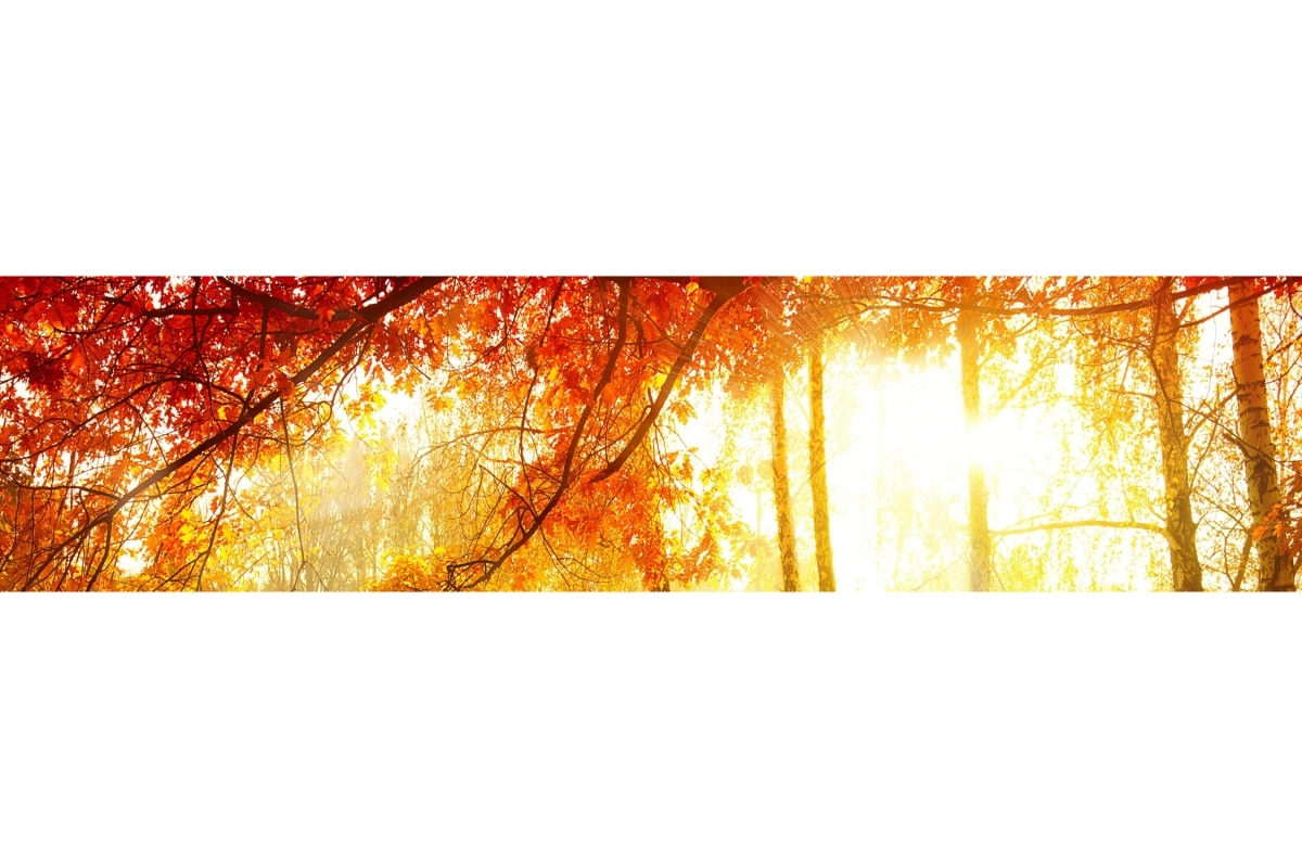 Küchenrückwand Acrylglas Wald im Herbst