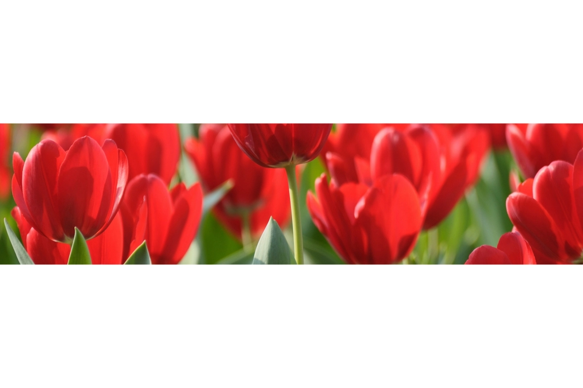 Küchenrückwand Hartschaumplatte Rote Tulpen