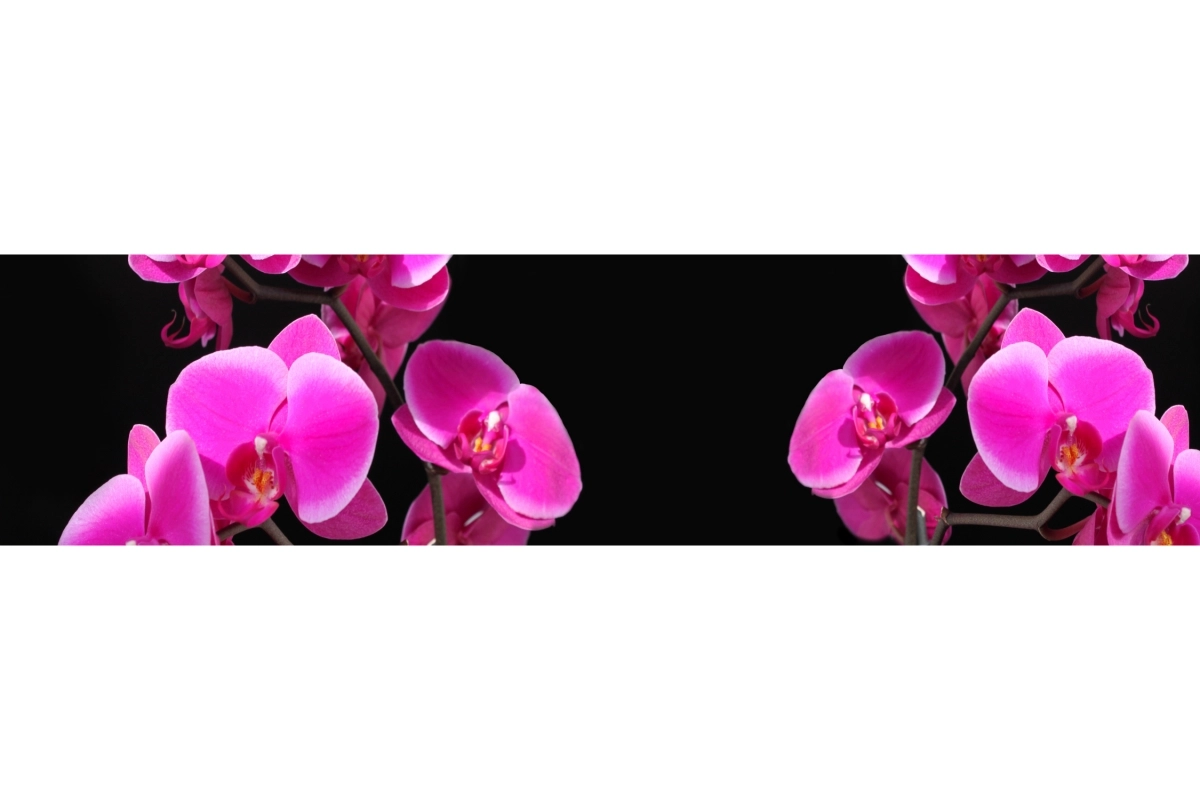 Küchenrückwand Aluverbund Pinke Orchideen