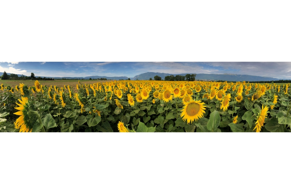 Küchenrückwand Sonnenblumen Feld