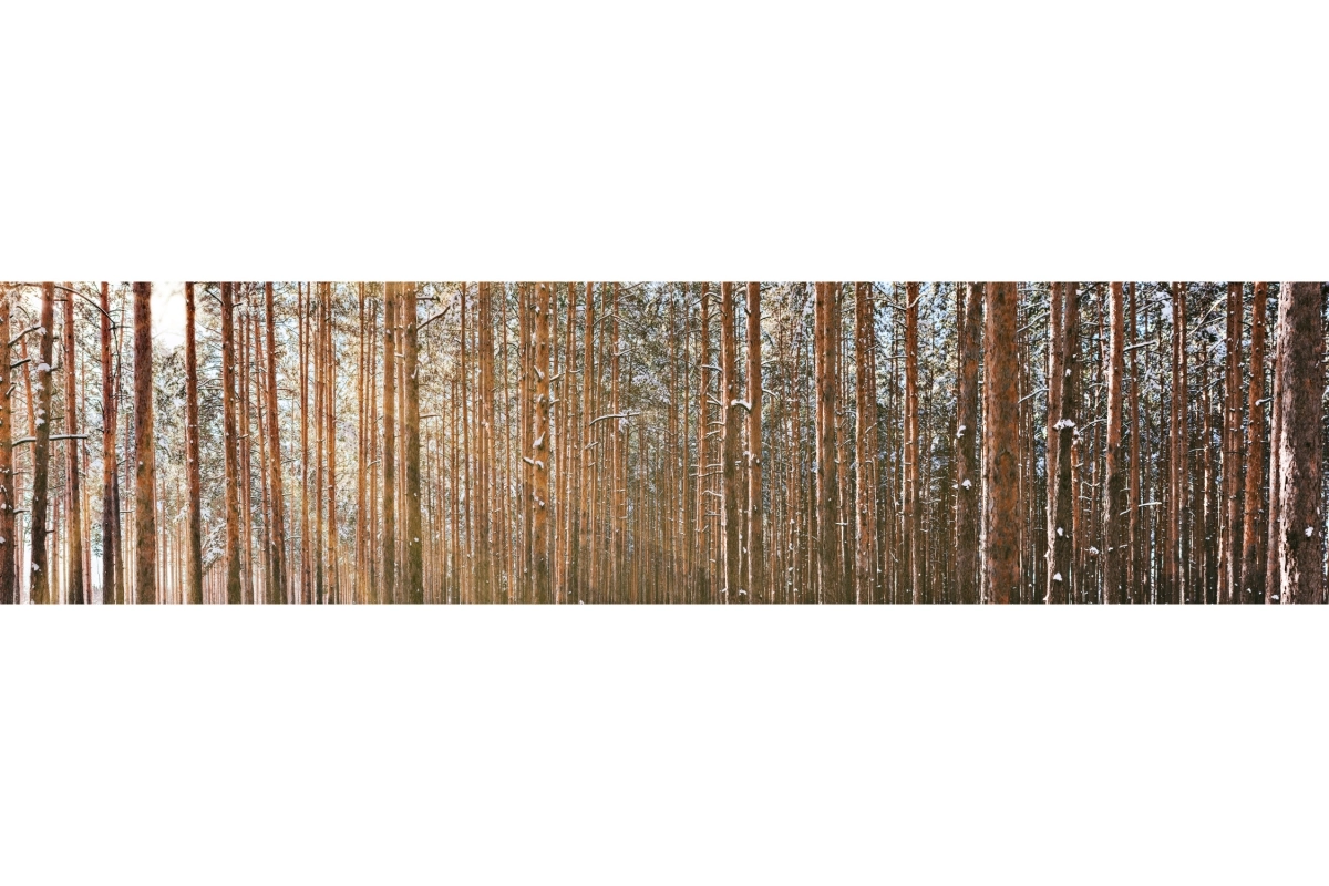 Küchenrückwand Hartschaumplatte Wald im Winter