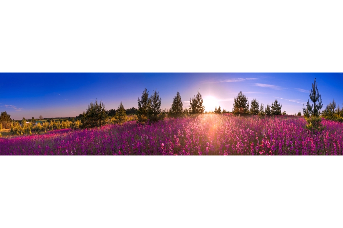 Küchenrückwand Hartschaumplatte Natur Sonne Blumenfeld