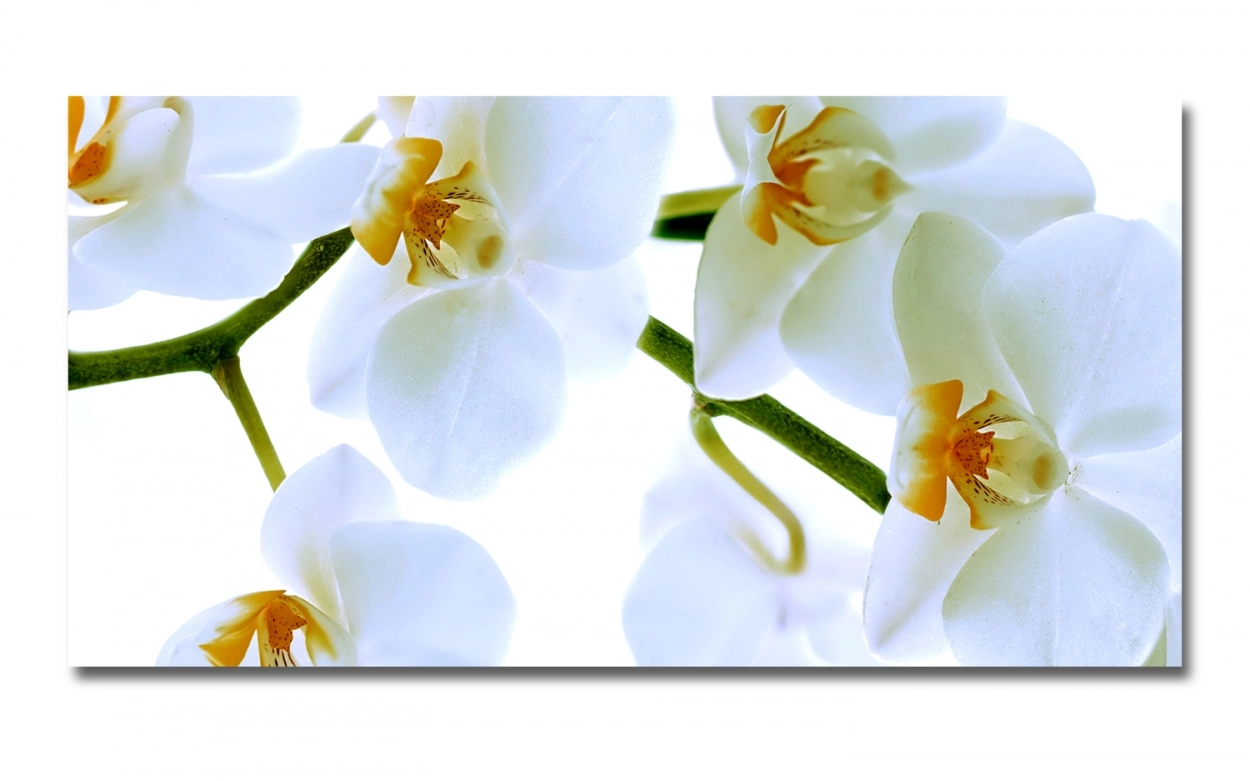 Spritzschutz Küche Acrylglas Orchideen