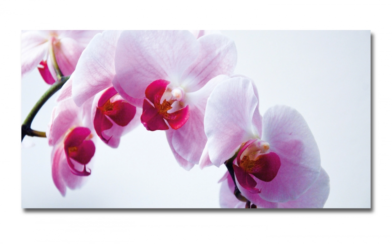 Spritzschutz Küche Aluverbund Orchidee