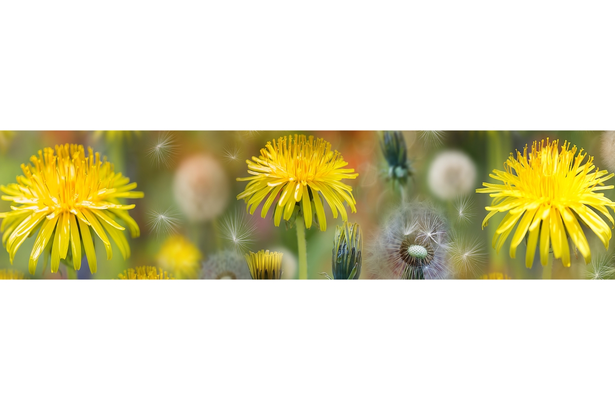 Küchenrückwand Aluverbund Löwenzahn Blume