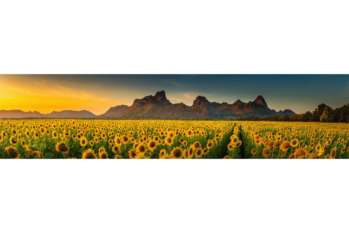 Küchenrückwand Hartschaumplatte Berge Sonnenblumen