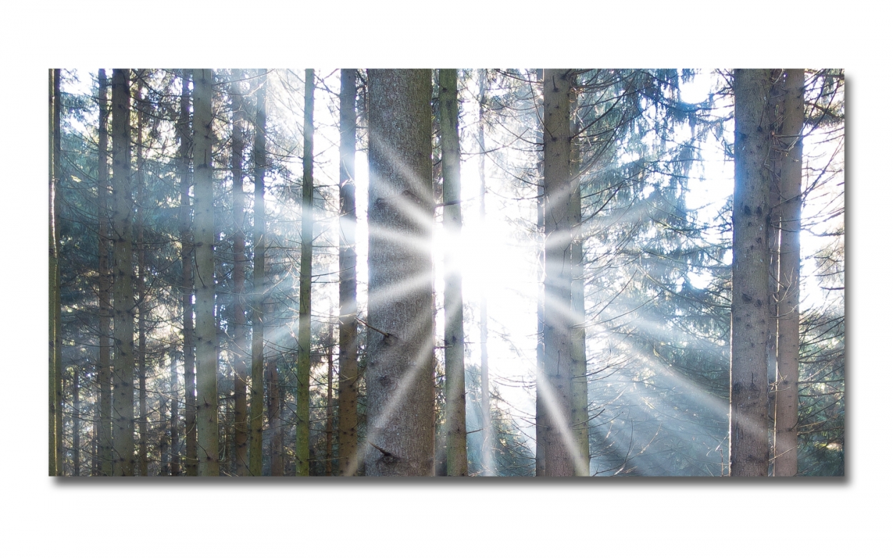 Spritzschutz Küche Wald Sonnenlicht