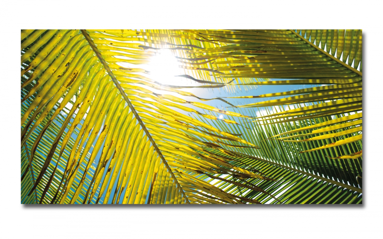 Spritzschutz Küche Acrylglas Palme Sonnenlicht