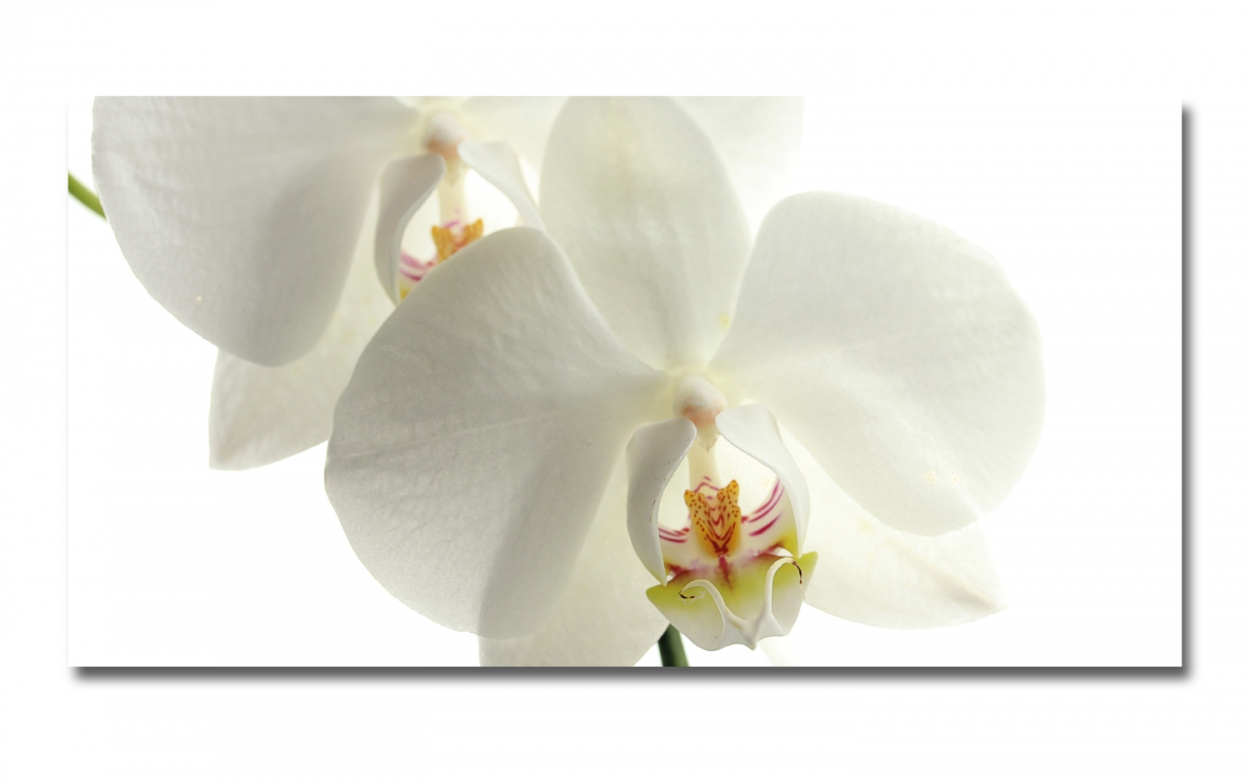 Spritzschutz Küche Aluverbund Orchidee