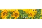 Küchenrückwand Acrylglas Sonnenblumen