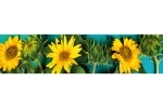 Küchenrückwand Acrylglas Sonnenblumen