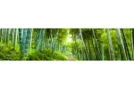 Küchenrückwand Bambus Wald