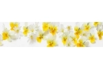 Küchenrückwand Acrylglas Frühlingsblumen