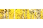 Küchenrückwand Acrylglas Herbst Birkenwald