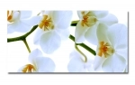 Spritzschutz Küche Acrylglas Orchideen