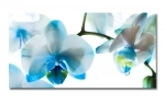 Spritzschutz Küche Acrylglas Orchidee